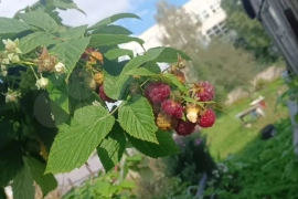 Дом 40 м² на участке 8 сот.